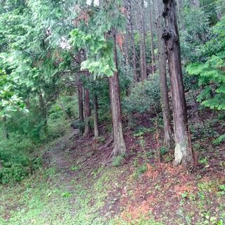 山売ります・貸します　キャンプ場等　ヒノキ