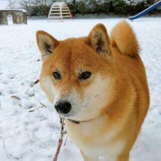 大切に飼っていた柴犬です