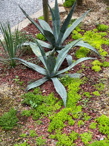 多肉植物　アガベ　アオノリュウゼツラン　抜き苗
