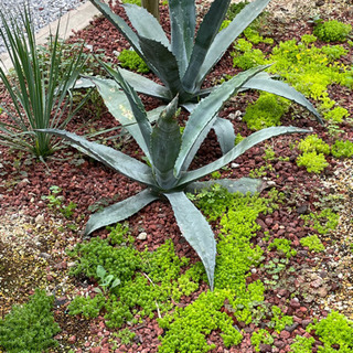 多肉植物　アガベ　アオノリュウゼツラン　抜き苗