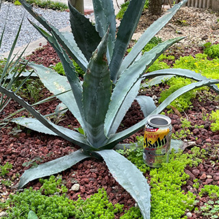 多肉植物 アガベ アオノリュウゼツラン 抜き苗