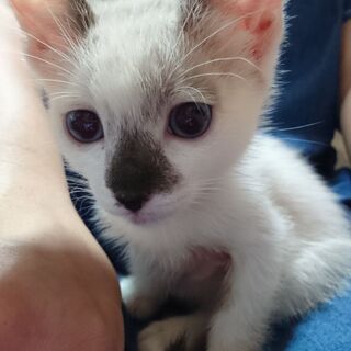 シャムミックスかわいこちゃん♥️