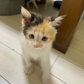 子猫（1ヶ月〜1ヶ月半）の里親募集します！