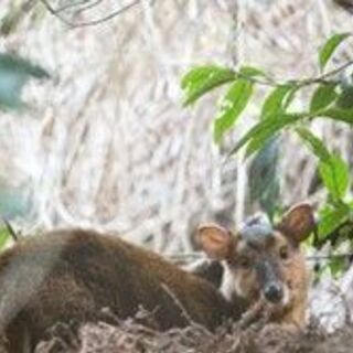 千葉県での狩猟体験旅行同行者募集‼　11/6-11/7一泊二日