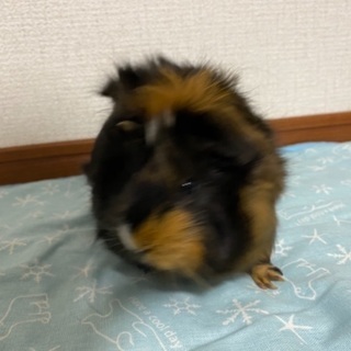 巻毛のモルモット♀です − 埼玉県
