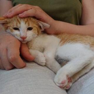 甘えん坊すぎ茶白子猫(ワクチン済)
