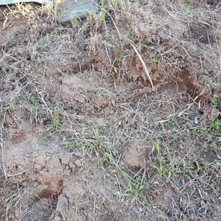 ★　無料　　♪　　　砂　　　お譲りします　　　★の画像