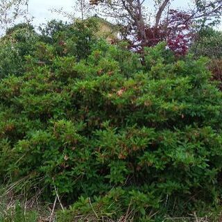 庭木差し上げます