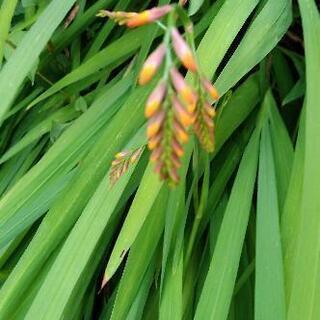 クロコスミア球根　10球100円　　野放し球根の画像
