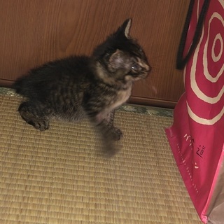 生後約4ヶ月の子猫です。