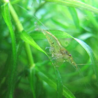【ミナミヌマエビの交換🦐】全滅が恐いので😢