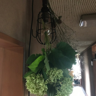 アナベル