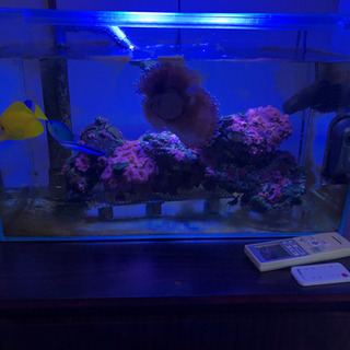 海水魚　オーバフロー水槽60センチ