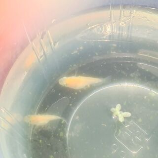 ショートボディ白メダカ×楊貴妃のハーフ稚魚