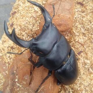 オオクワガタ♂♀ペア　クリアスライダーケース付き