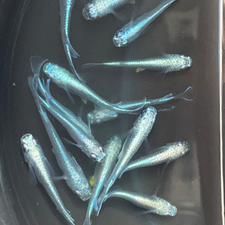 めだか 極龍 1ペア200円 【 残り4ペア 】の画像