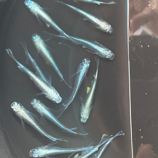 めだか 極龍 1ペア200円 【 残り4ペア 】の画像