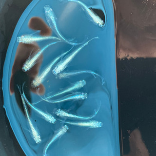 めだか 極龍 1ペア200円 【 残り4ペア 】の画像