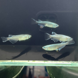 めだか 極龍 1ペア200円 【 残り4ペア 】の画像