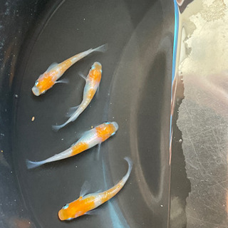 めだか 紅白ラメ幹之① 2ペアの画像