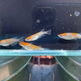 めだか 紅白ラメ幹之① 2ペア