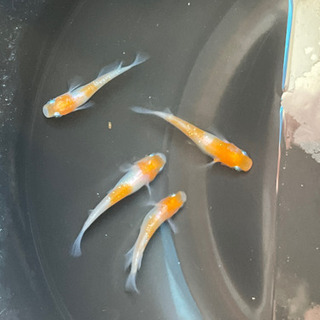 めだか 紅白ラメ幹之① 2ペアの画像