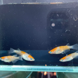 めだか 紅白ラメ幹之① 2ペアの画像