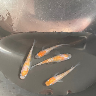 めだか 紅白ラメ幹之② 2ペア