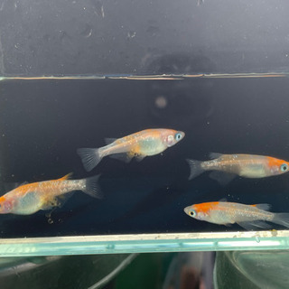 めだか 紅白ラメ幹之② 2ペアの画像