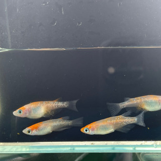 めだか 紅白ラメ幹之② 2ペアの画像