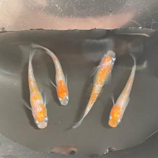 めだか 紅白ラメ幹之② 2ペアの画像