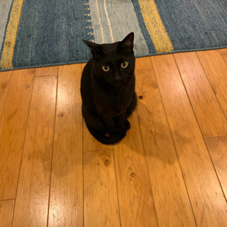 迷い猫