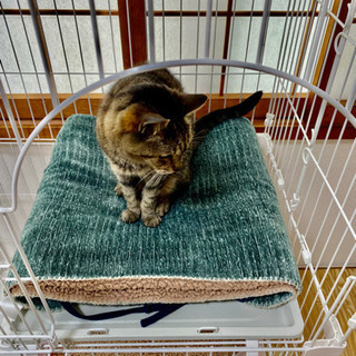 【お取引先決定済】猫　ケージ　2段　アイリスオーヤマ