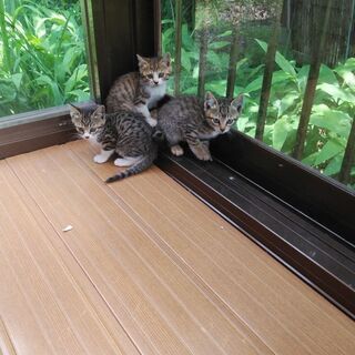 可愛い子ネコ