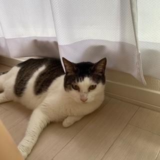 成猫の新しい飼い主様を募集しております。