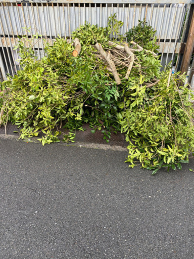 庭木、持ち帰り処分願います。