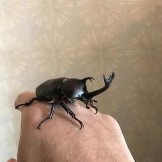 生まれたばかりのカブトムシのオスお譲りします