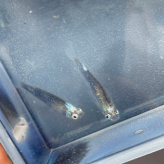 清流(きりゅう) メダカ    【10匹 1000円】の画像