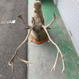 鹿 剥製