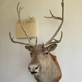 鹿 剥製