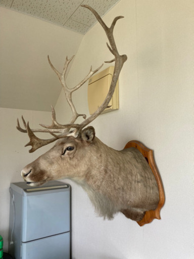 鹿　剥製
