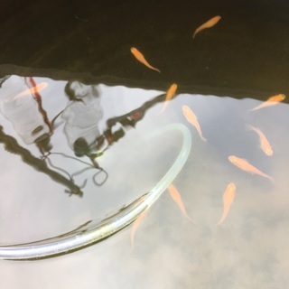 楊貴妃メダカ稚魚〜若魚、めだかの画像