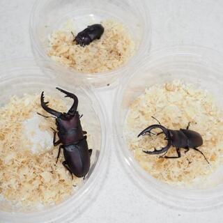 ノコギリクワガタ　オス水牛型20匹、メス10匹