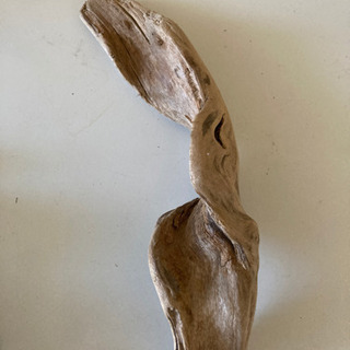 熱帯魚1  値下げ　決まりましたの画像