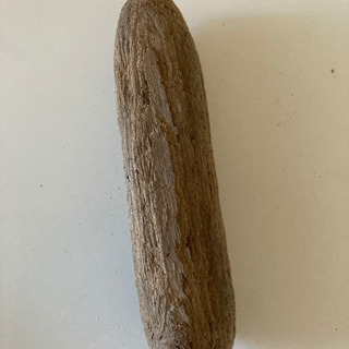 熱帯魚1  値下げ　決まりましたの画像