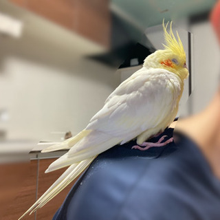 オカメインコ保護しました