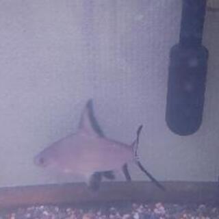 熱帯魚　シルバーシャーク　13cmの画像