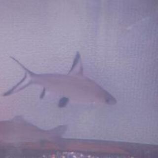 熱帯魚　シルバーシャーク　13cmの画像