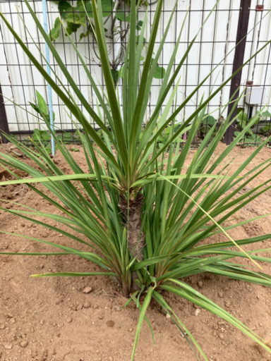 ドラセナ　ニオイシュロラン　80cm 子株多数