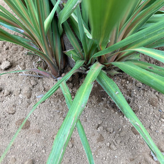 ドラセナ　ニオイシュロラン　80cm 子株多数の画像